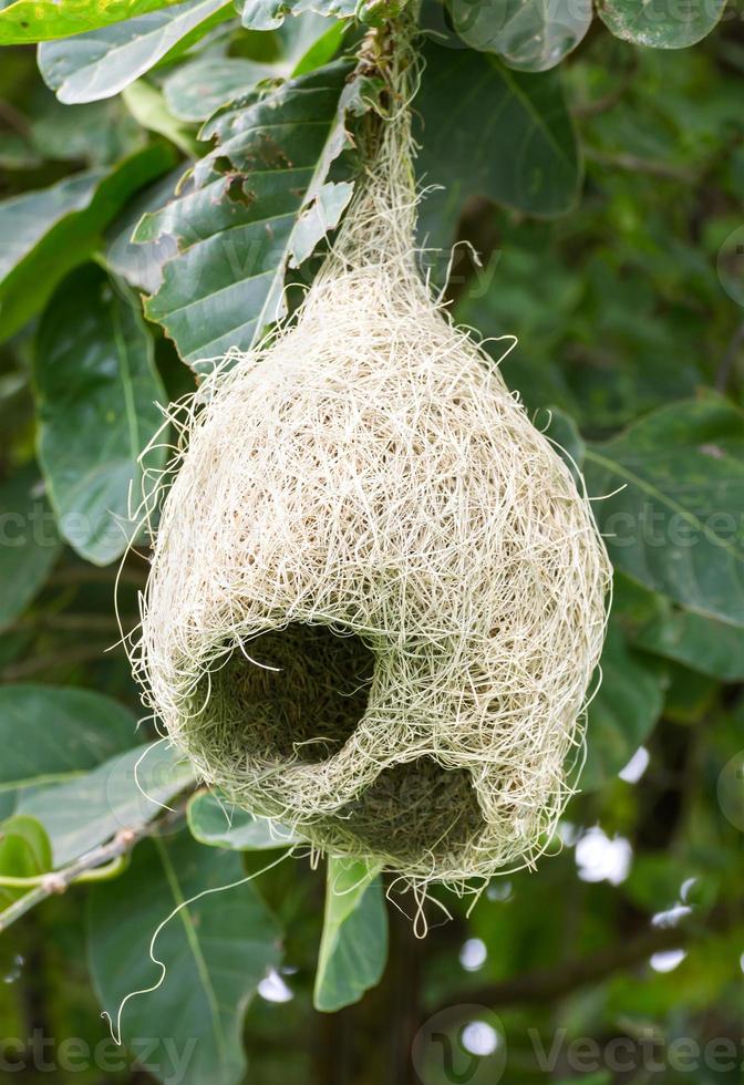 Baya weaver  nest photo