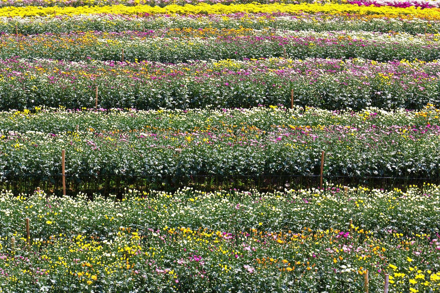Chrysanthemum  flowers  garden photo