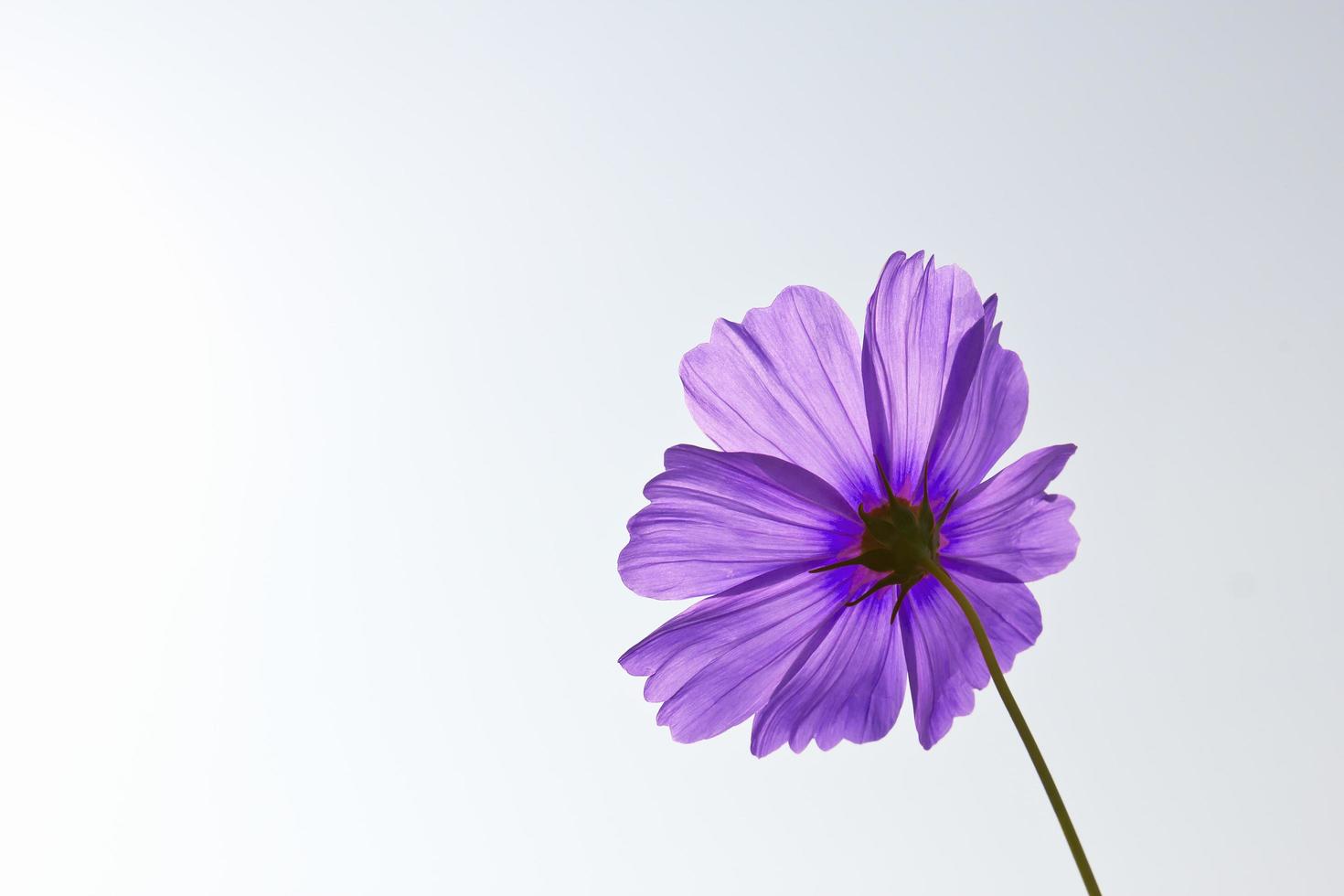 flores violetas del cosmos foto