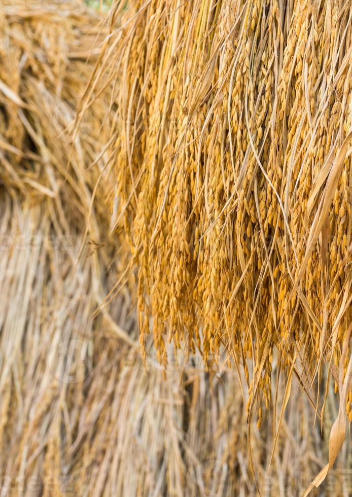 Dry paddy rice photo