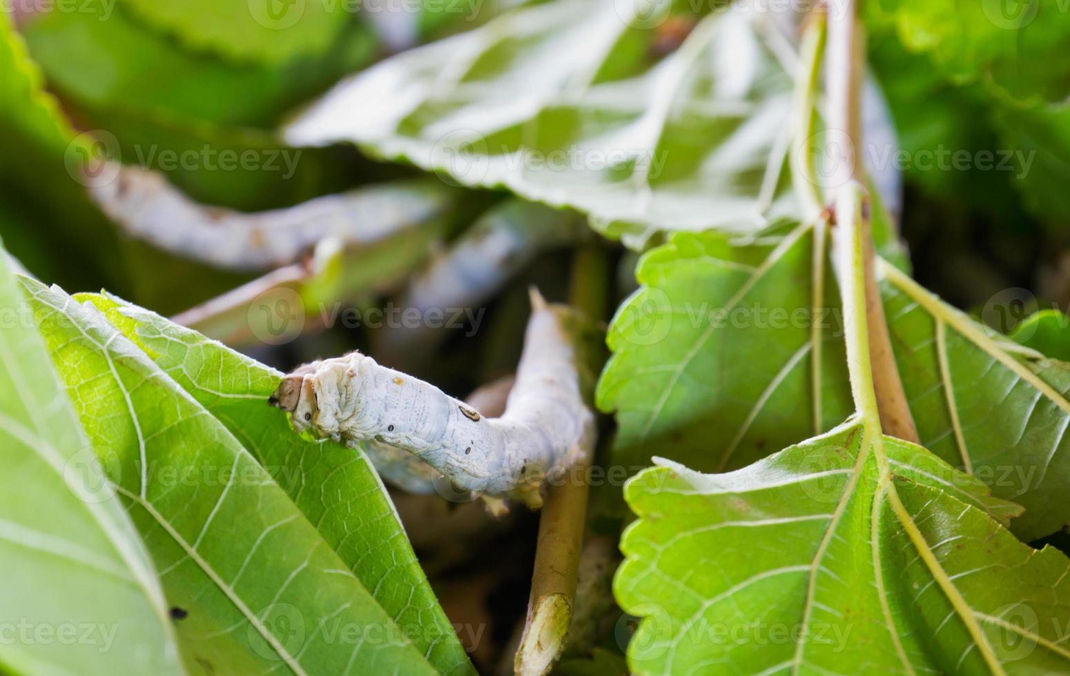 Silkworms eating mulberry leaf photo