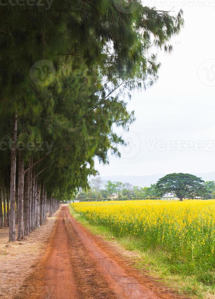 pasarela en el parque foto