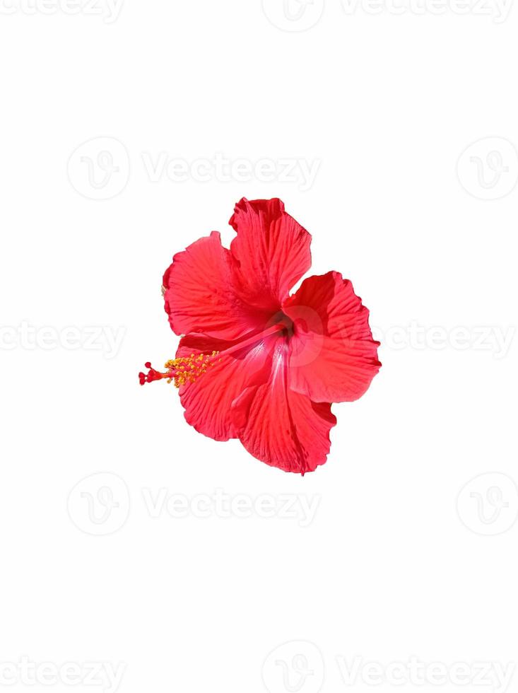 flores rojas del tipo de plantas tropicales que pueden florecer en otoño.  Calentamiento en el otoñ aislamiento sobre un fondo blanco. 13144763  Foto de stock en Vecteezy
