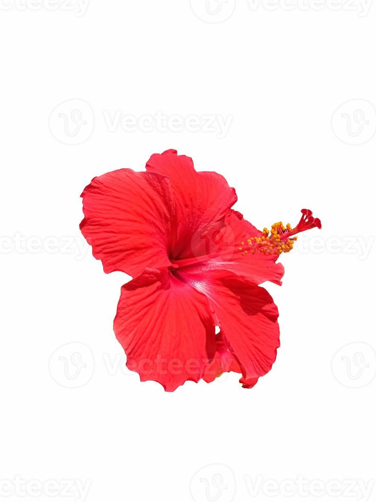 flores rojas del tipo de plantas tropicales que pueden florecer en otoño.  Calentamiento en el otoñ aislamiento sobre un fondo blanco. 13144765  Foto de stock en Vecteezy