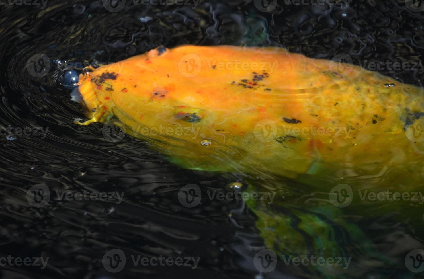 Japanese Koi Fish in a Dark Pond photo