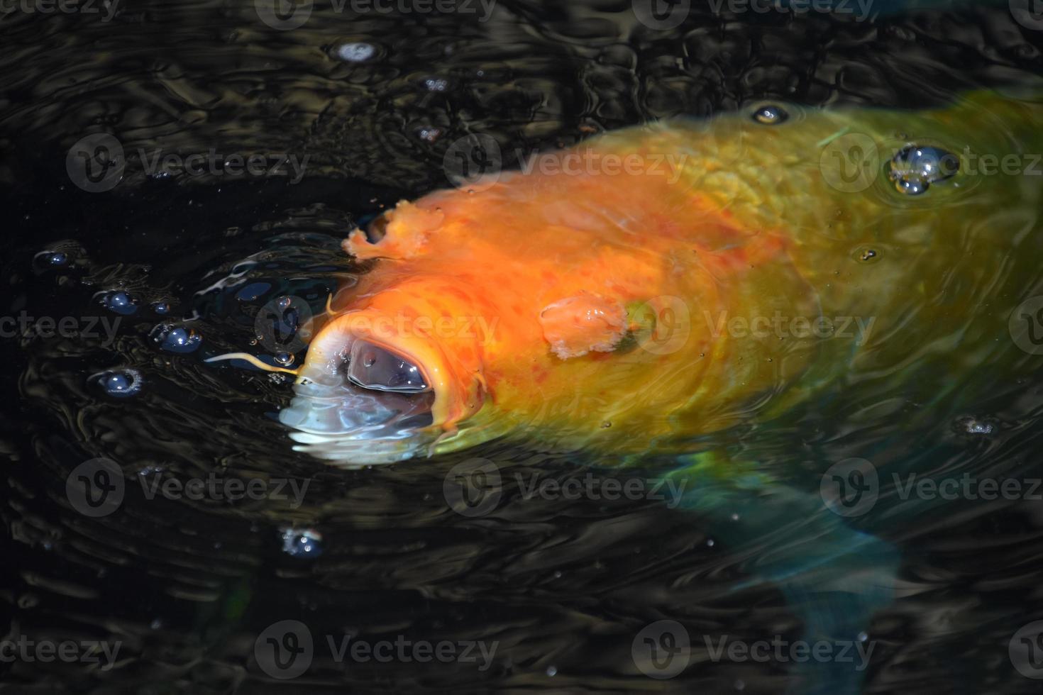 gran pez koi naranja con la boca abierta foto