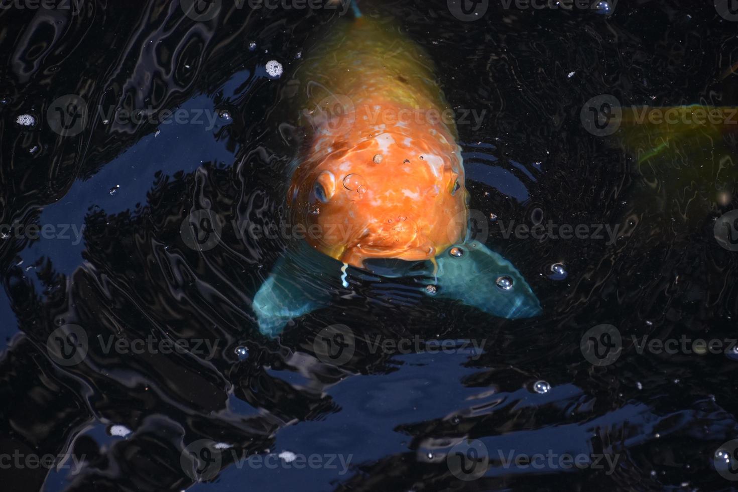 Direct Look into the Face of an Orange Koi photo