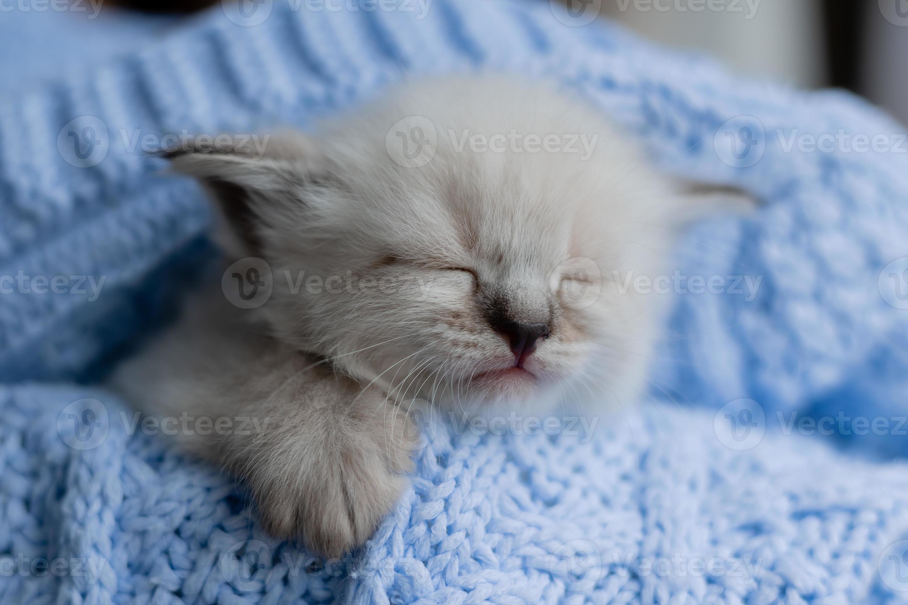 closeup of the snout of a sleeping british shorthair kitten of silver