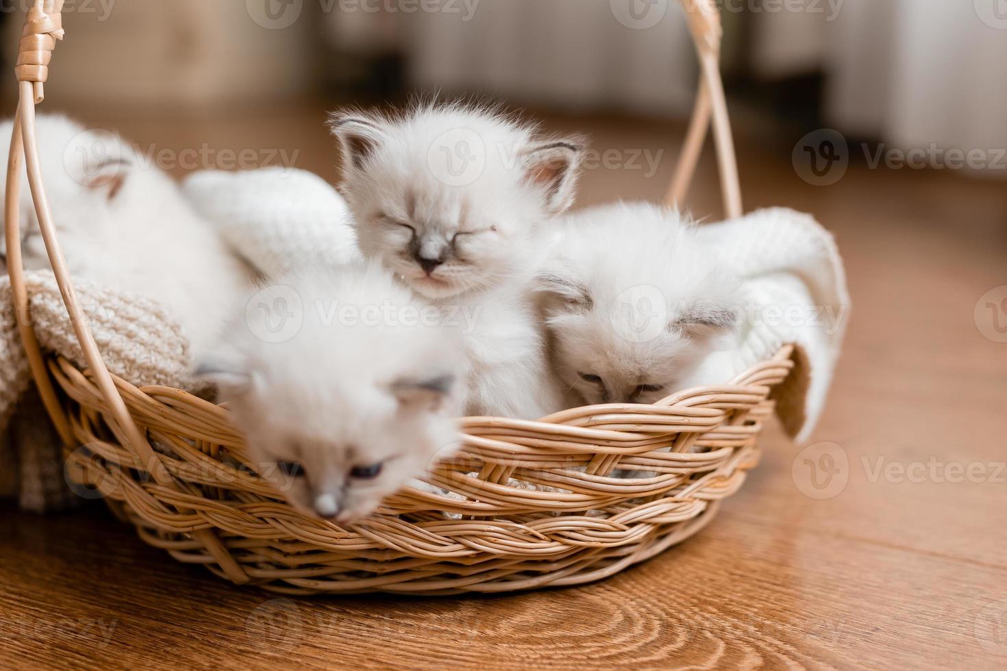 Closeup of a British shorthair kittens of silver color sleeping in a wicker basket standing on a wooden floor. Top view. Siberian nevsky masquerade cat color point. Pedigree pet. High quality photo