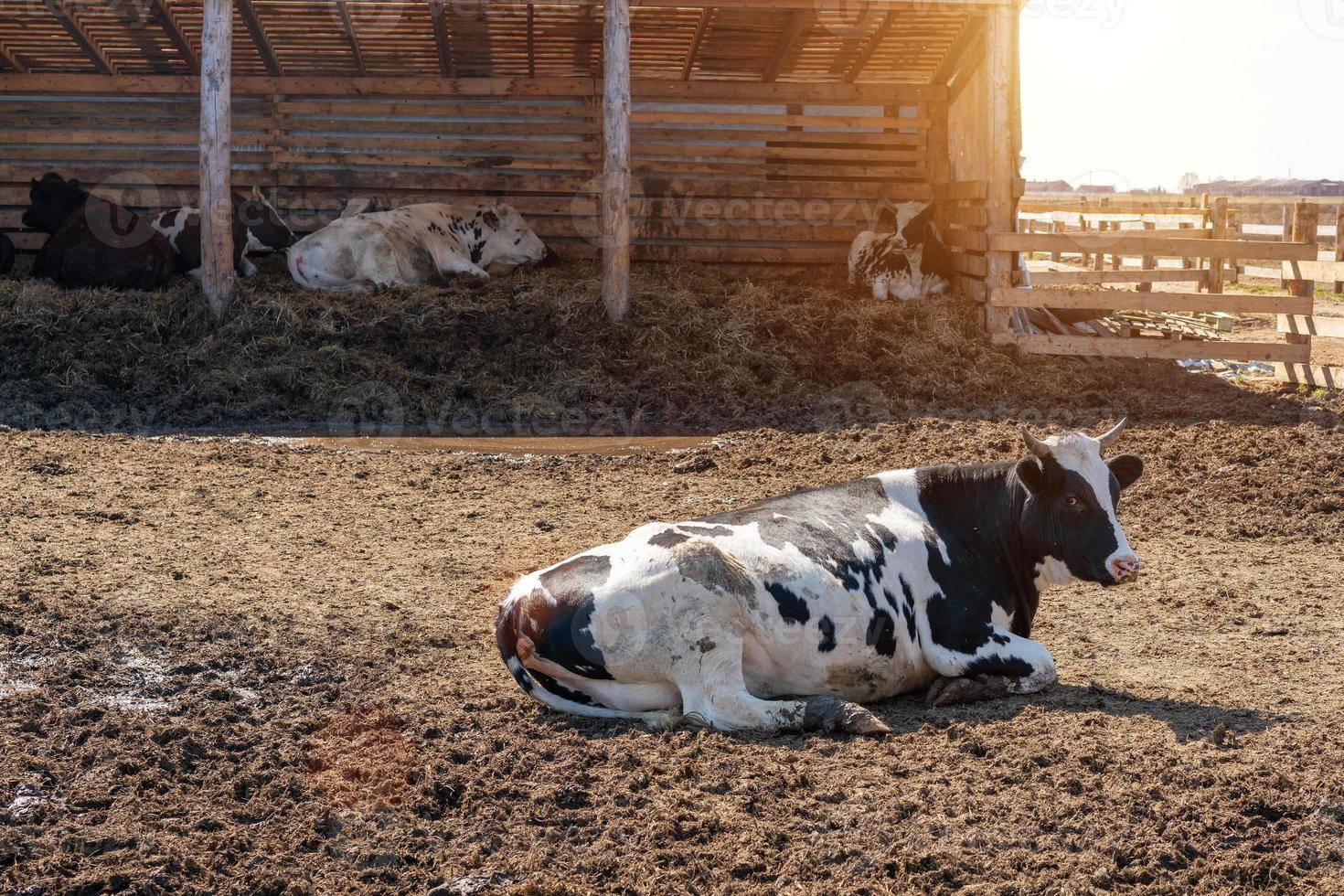 farm, cow lying on pasture, cattle breeding photo