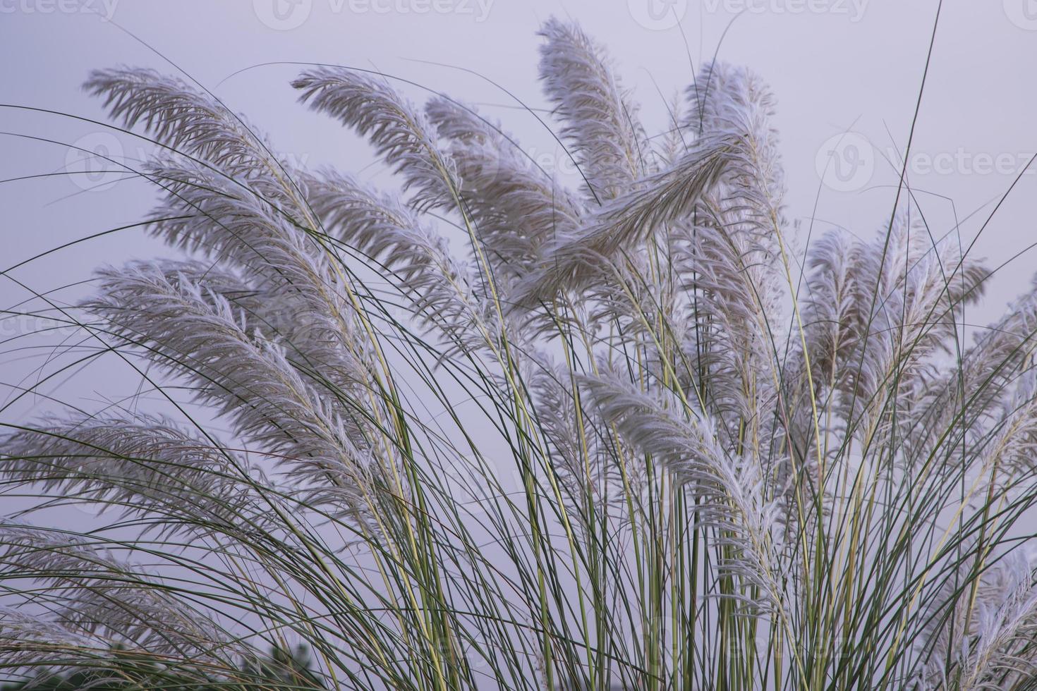 Autumn icon White kans grass or saccharum spontaneum flowers under the day light blue sky 13148756 Stock Photo at Vecteezy Autumn icon White kans grass or saccharum spontaneum flowers under the day light blue sky 13148756 Stock Photo at Vecteezy