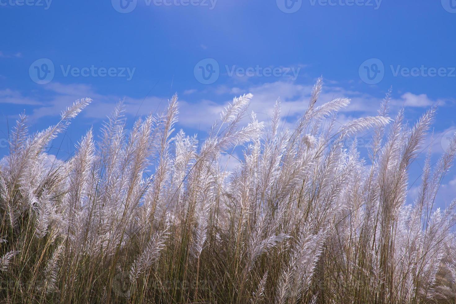 Autumn  icon White kans grass or saccharum spontaneum flowers under the day light blue sky photo
