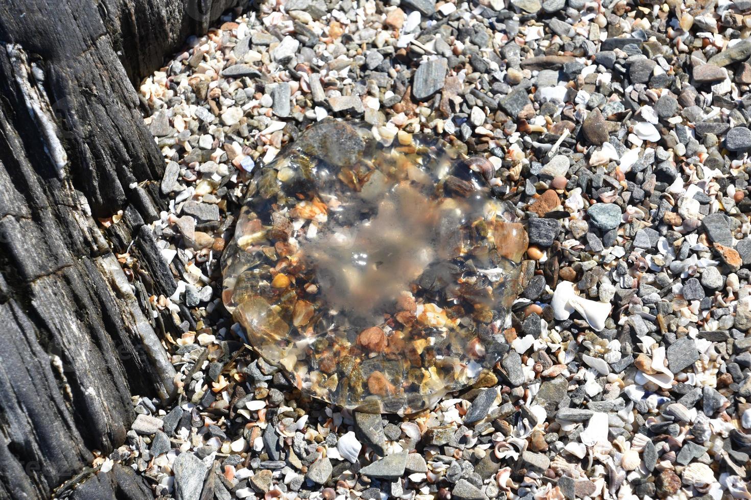 Dead Jellyfish on a Gravel Stone Beach photo