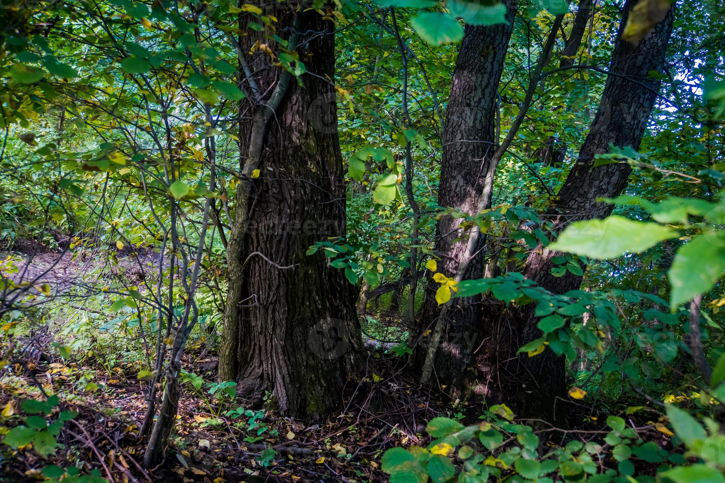 Three trees in forest 13150101 Stock Photo at Vecteezy