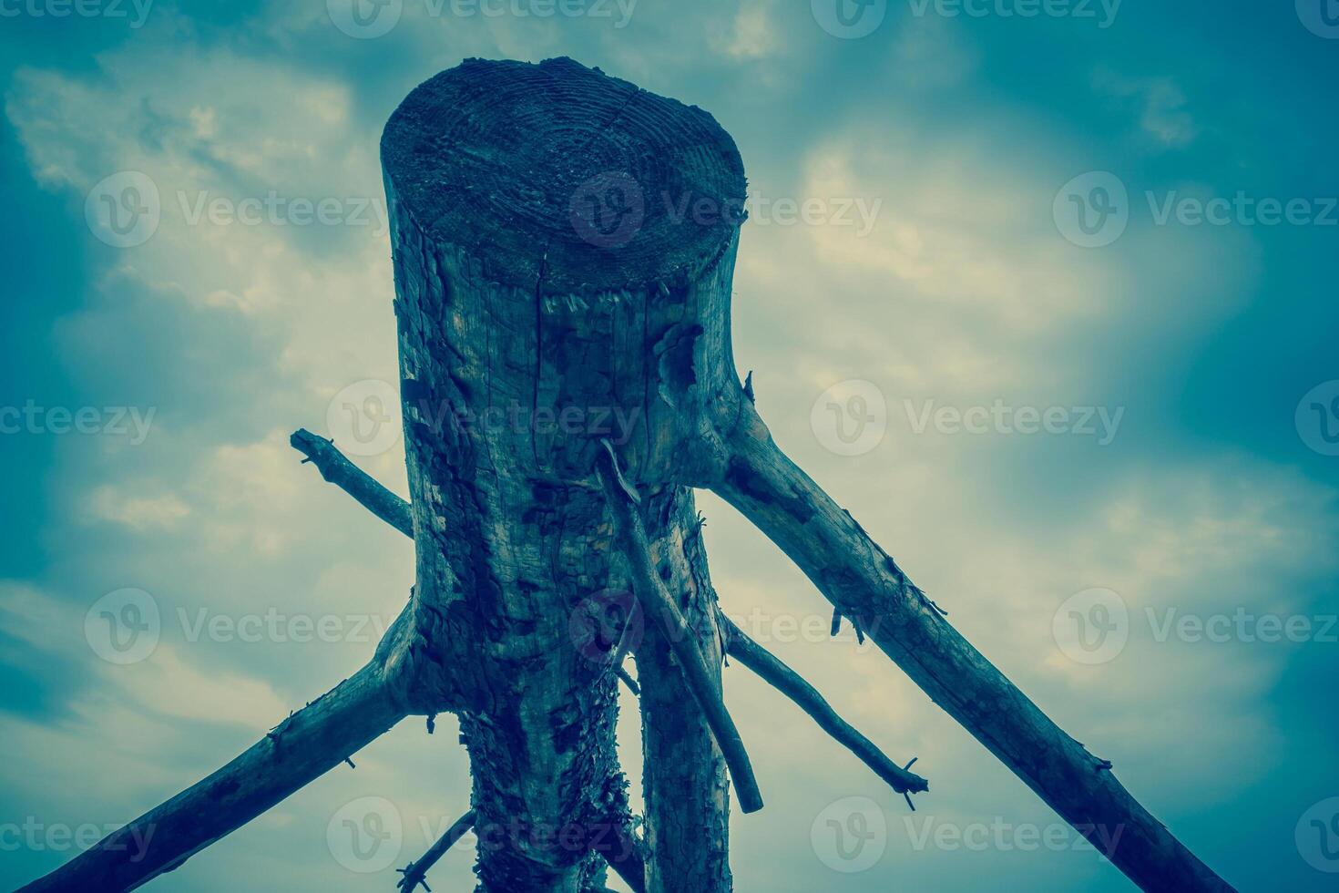 Broken Tree Branches Retro 13150234 Stock Photo at Vecteezy