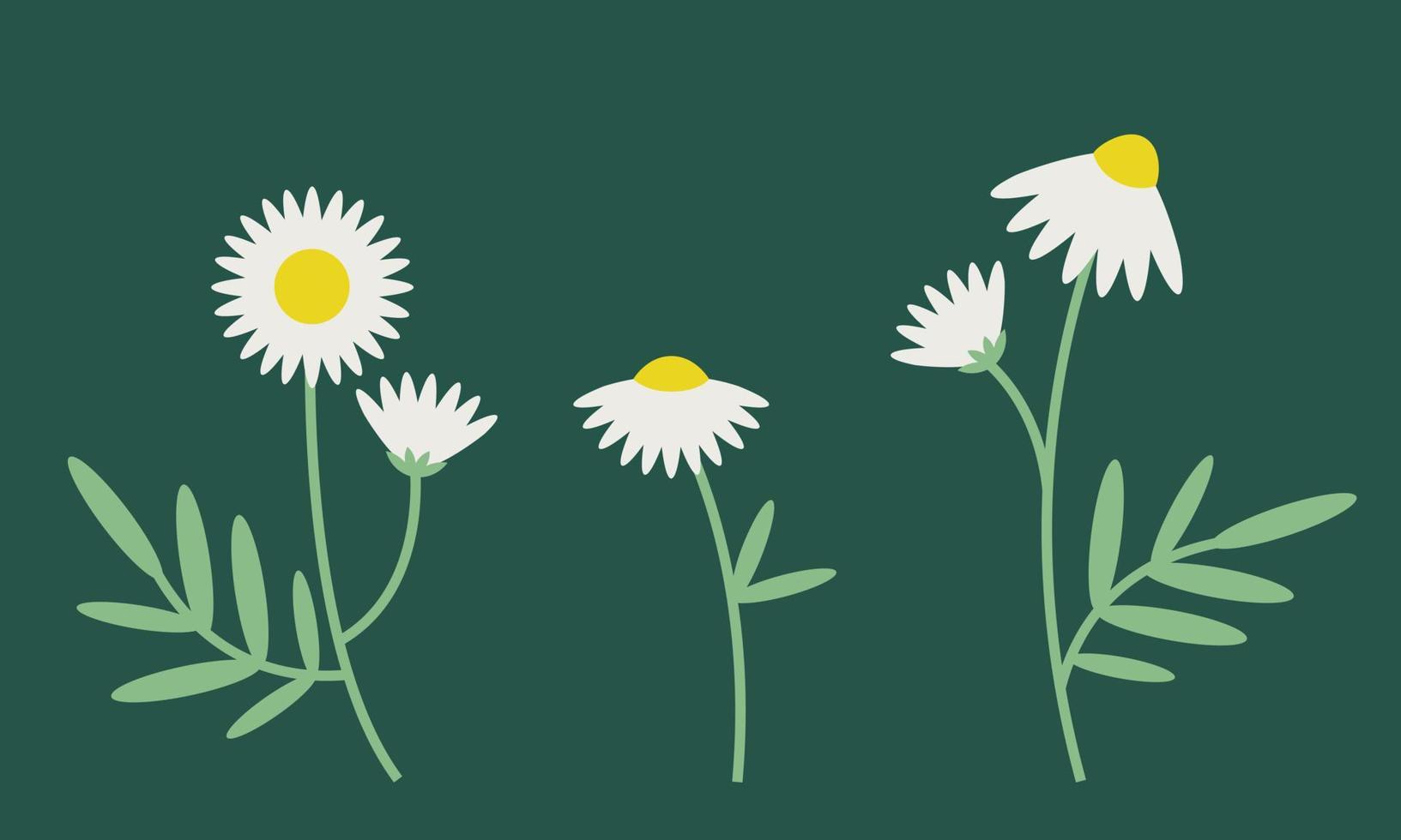 Set of daisies. Wildflowers in flat style. vector