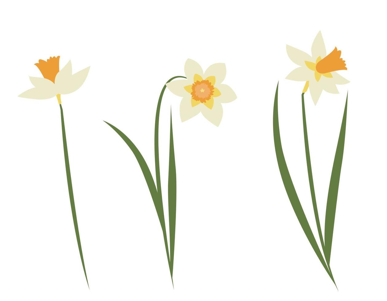 Set of daffodils in flat style. Beautiful garden flowers. vector