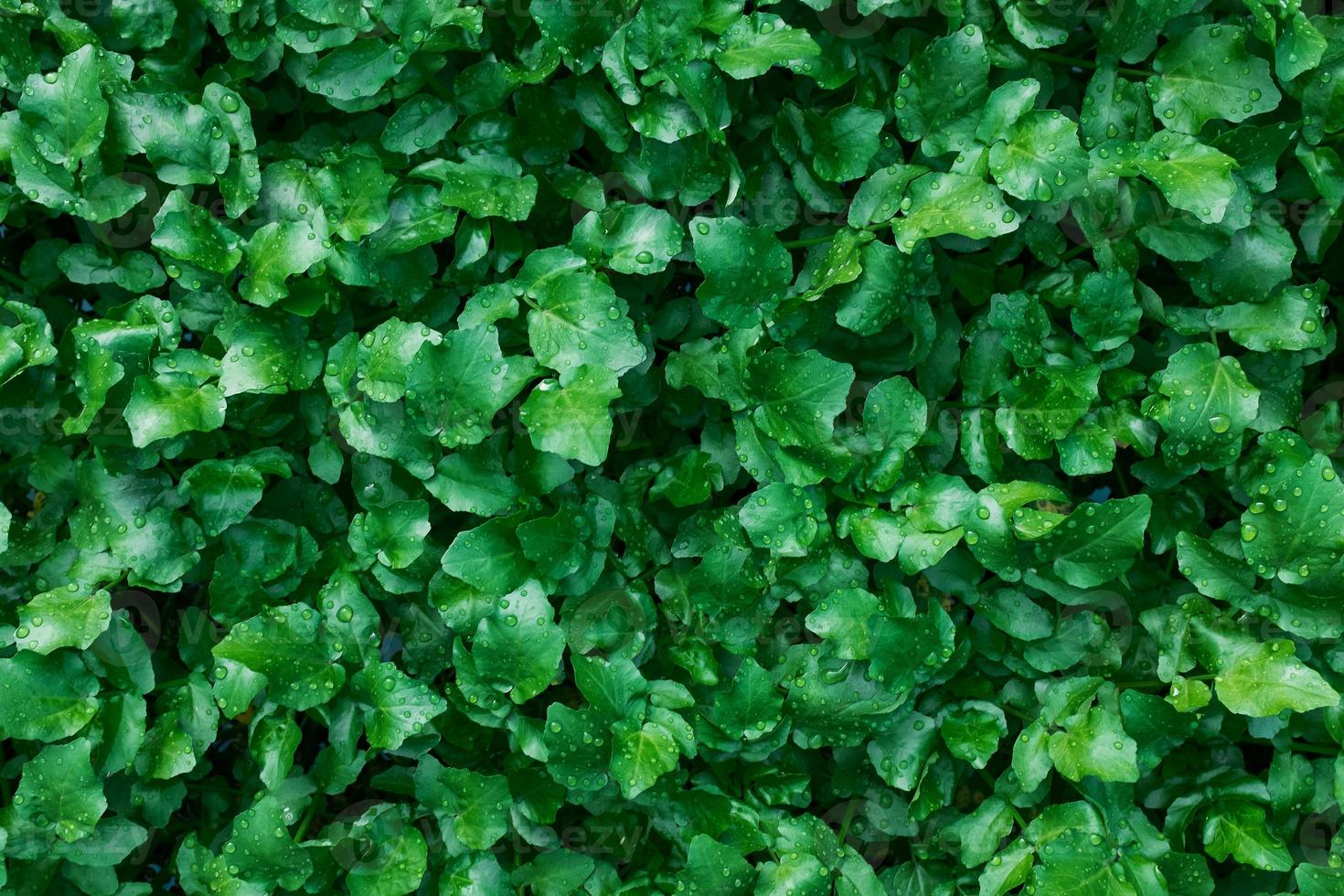 A carpet of juicy, young green plants. As a full-screen photo