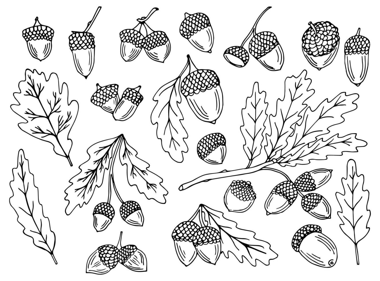 colección de otoño del bosque. conjunto vectorial de bellotas ornamentales y hojas de roble. bellota de fideos dibujada a mano, hoja, roble - ilustración vectorial vector