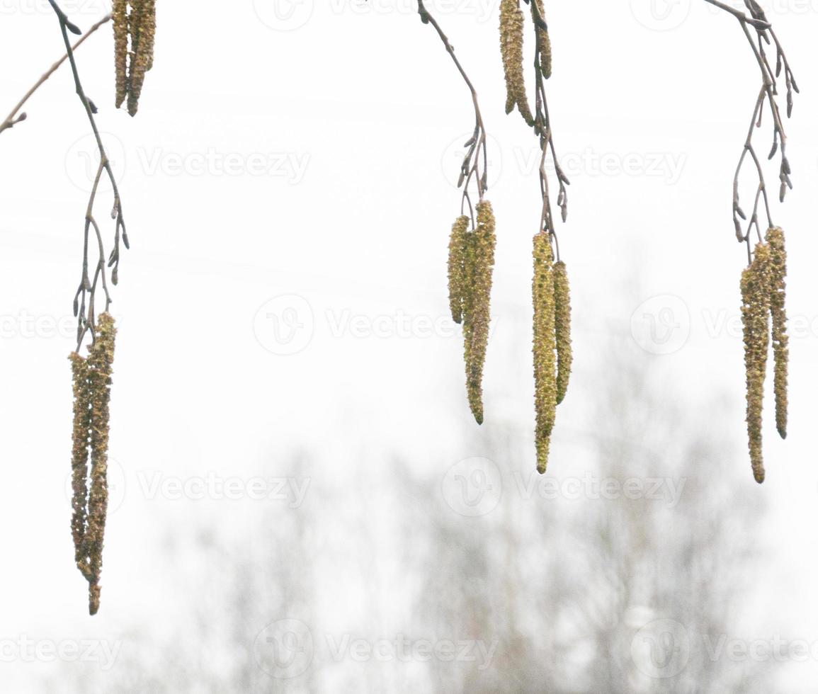 alder with raindrops on the background of autumn photo