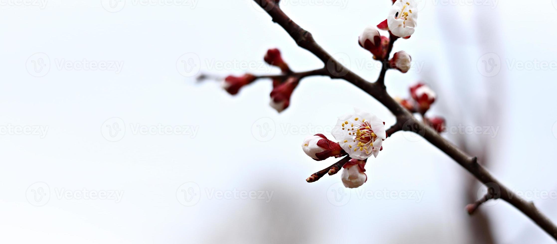 close up of blooming tree branch in spring time. Branches shaking by wind. photo