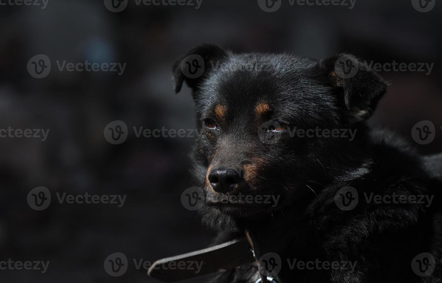 black mongrel dog chained to a chain in living conditions near her booth and food bowls looking in camera. Yard young dog on a chain. Natural rural scene. photo