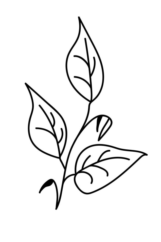 Hand drawn brunch with leaves. Doodle vector illustration.