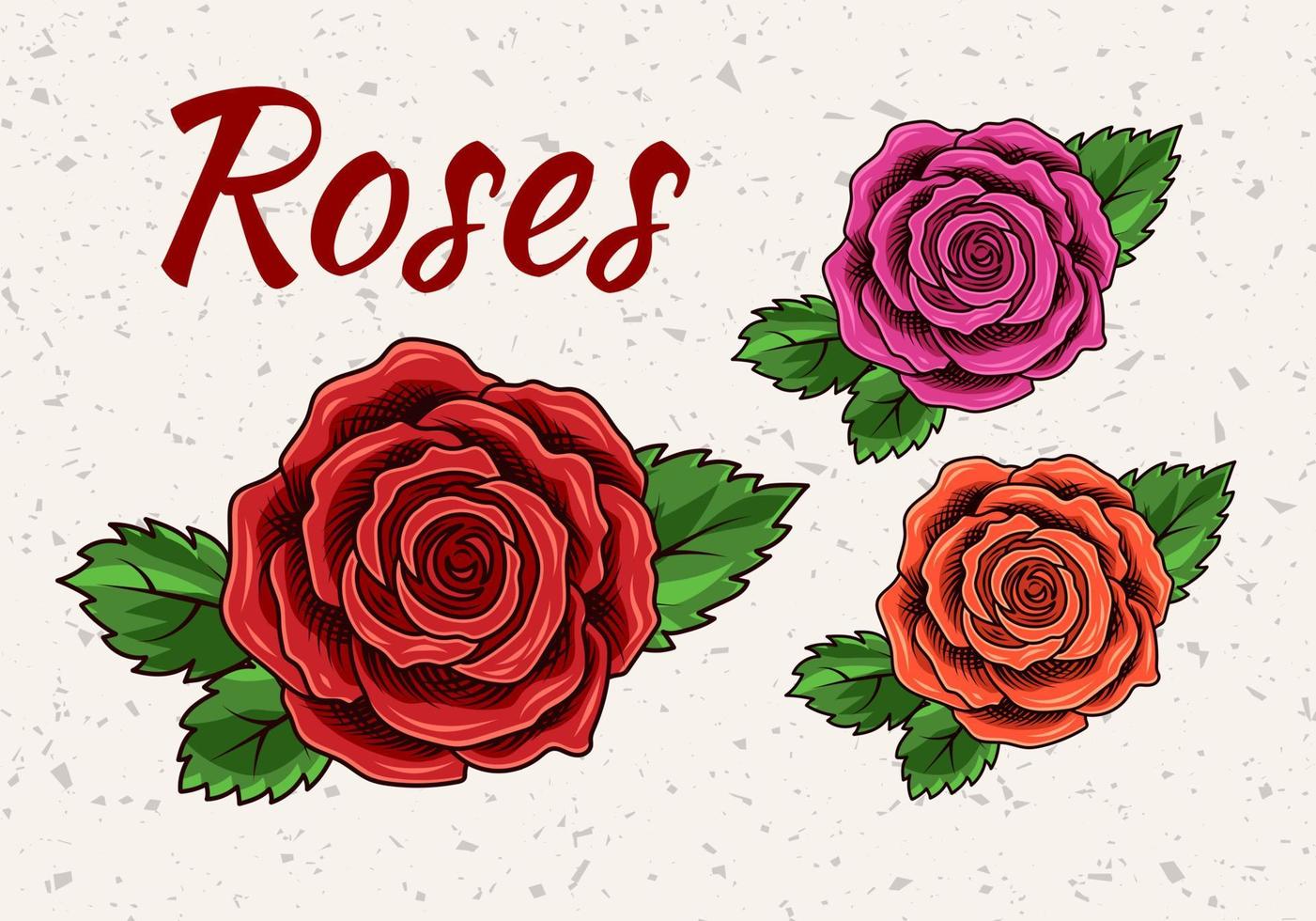 Vintage lush blooming red, magenta, orange roses with green leaves on textured background. View from above. Engraving style. Isolated vector illustration