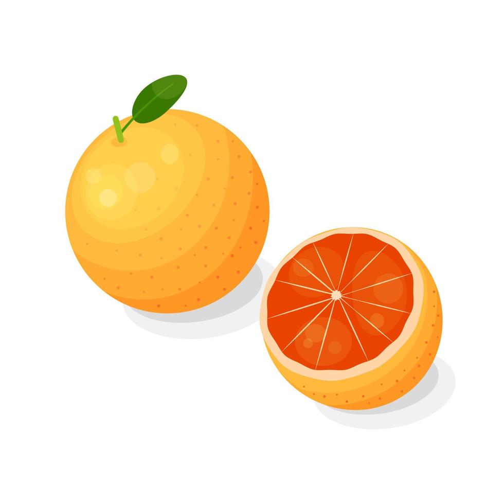 Grapefruit in cartoon style. vector