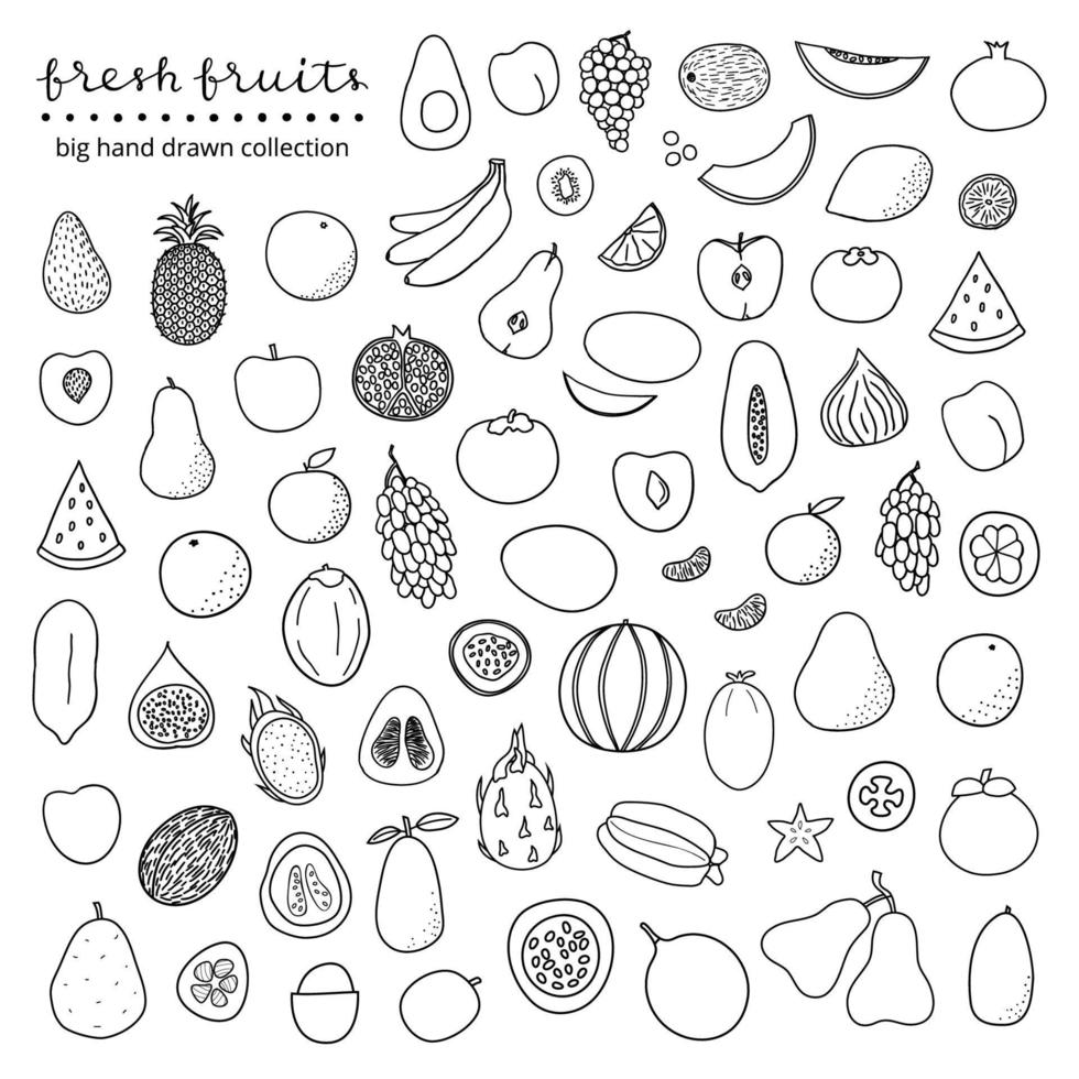 Big set of hand drawn fruits. vector