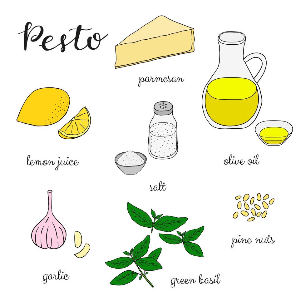 ingredientes de salsa pesto sobre fondo blanco. vector