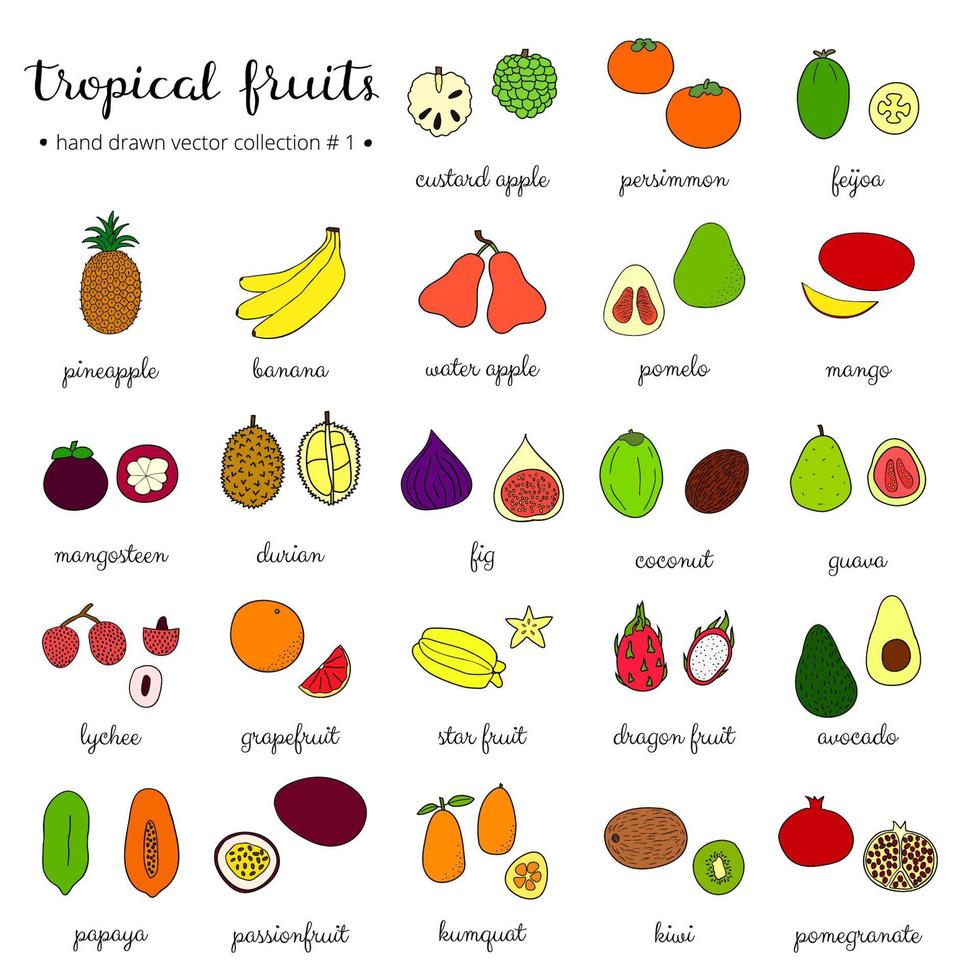 conjunto de frutas tropicales dibujadas a mano 1. vector