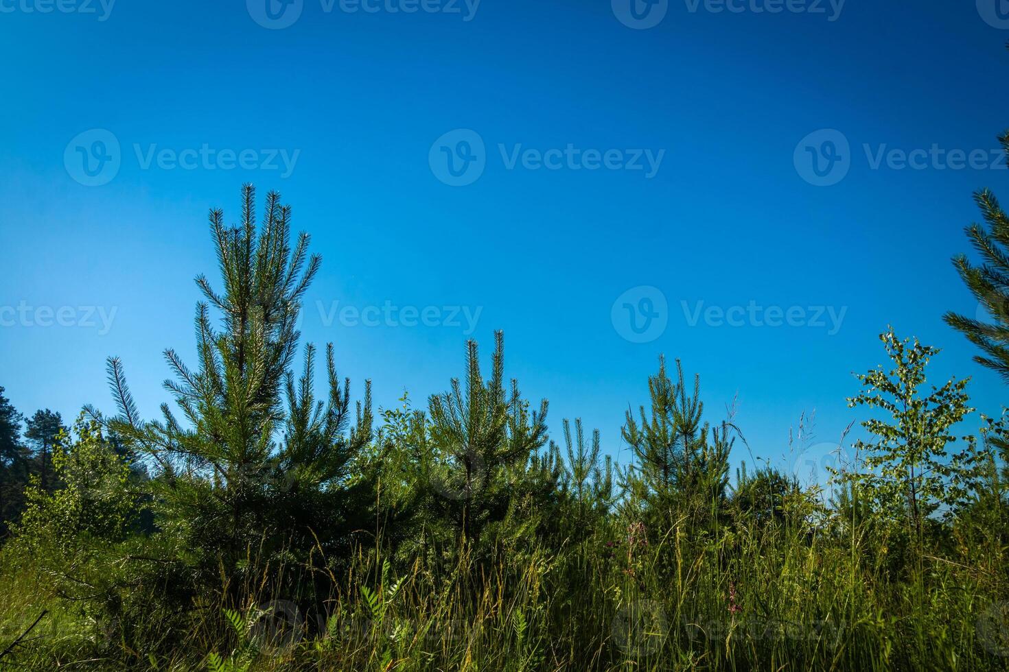 Rural landscape green grass and trees photo