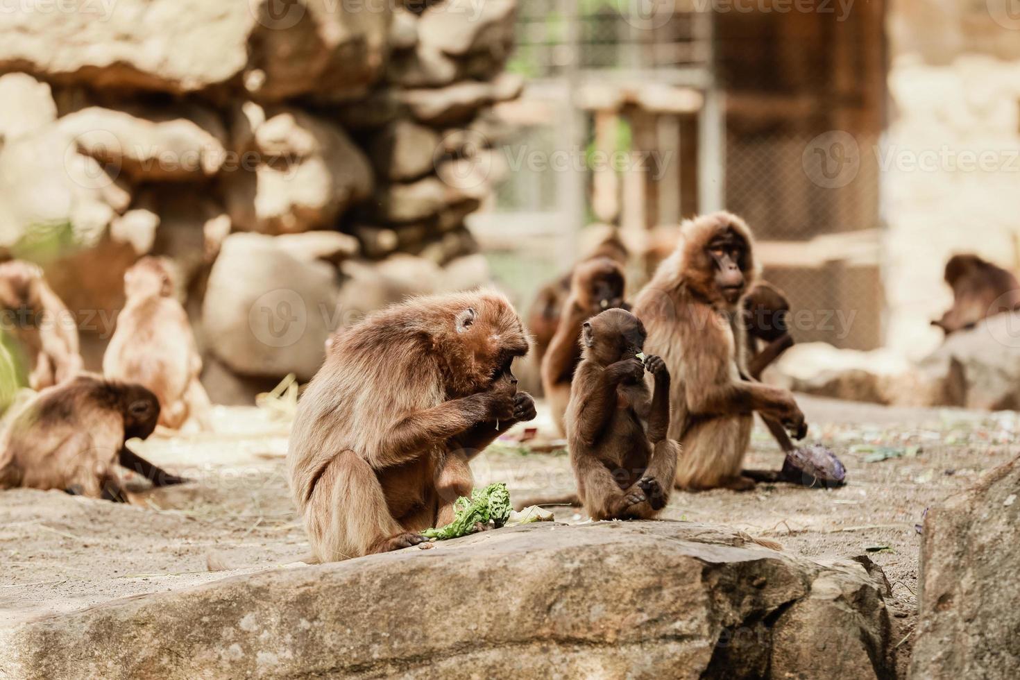 group of monkeys sit on a rock and eating vegetables in their natural habitat. Animal wildlife photo