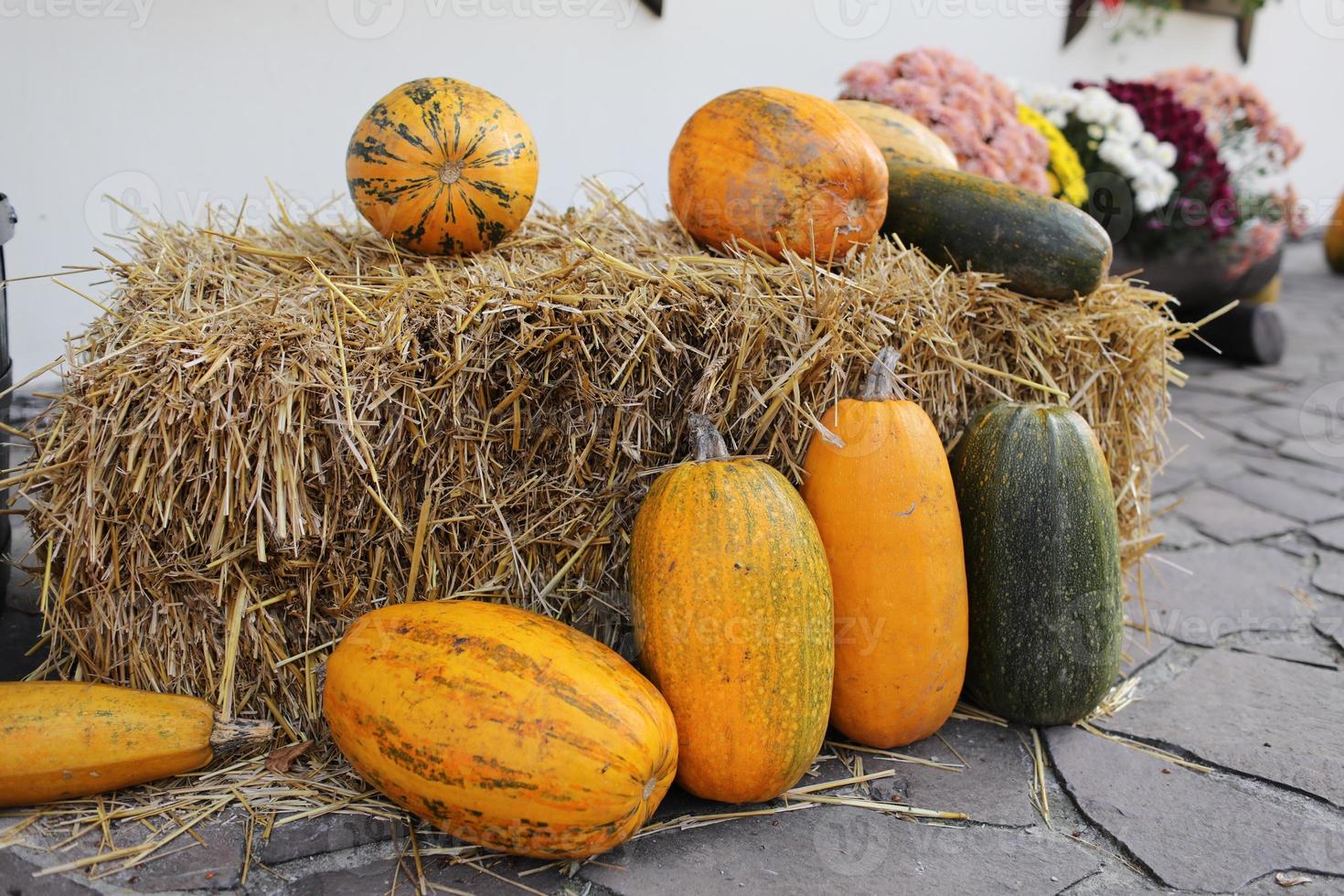 calabazas cerca de la paja. varias calabazas naranjas grandes yacen cerca de las pacas de paja amarilla en el festival de la cosecha en la calle por la tarde. decoración de halloween foto