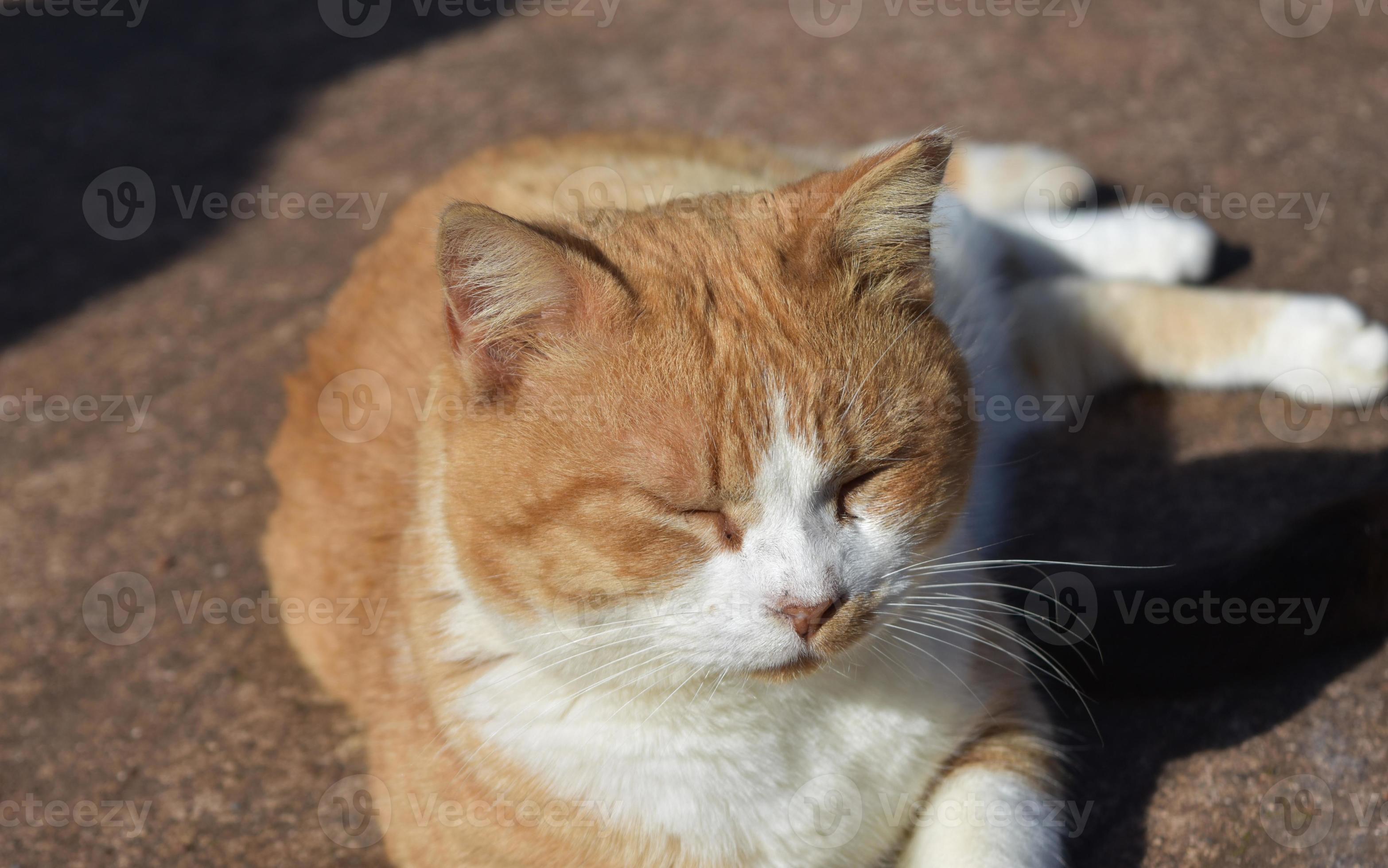 Beige and hot sale white cat