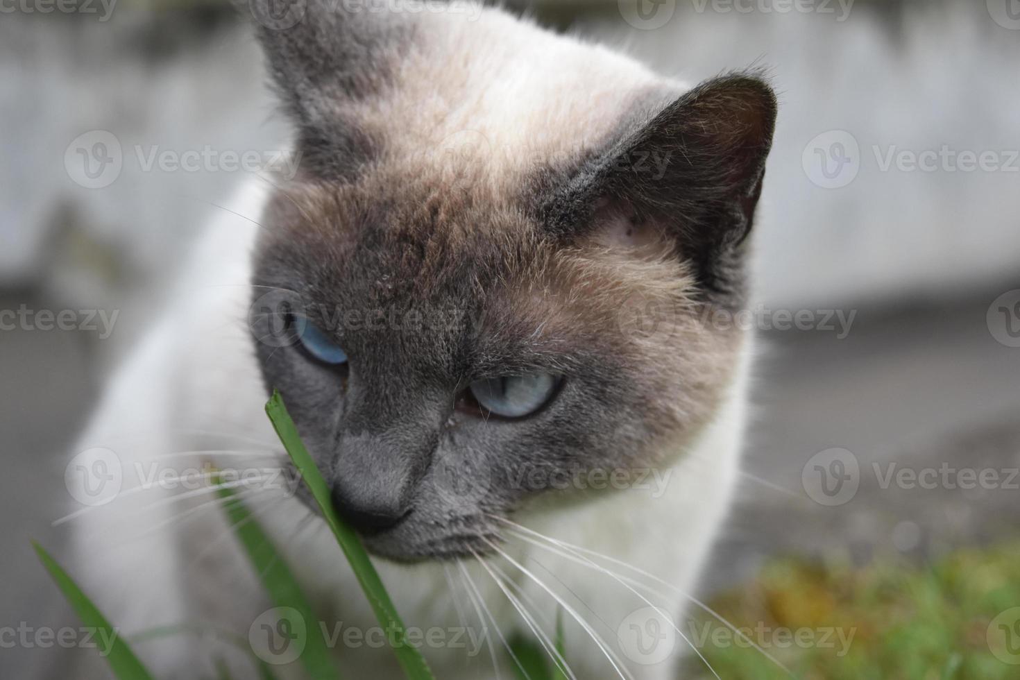 Blue Eyed Kitty Cat Eating a Blade of Grass photo