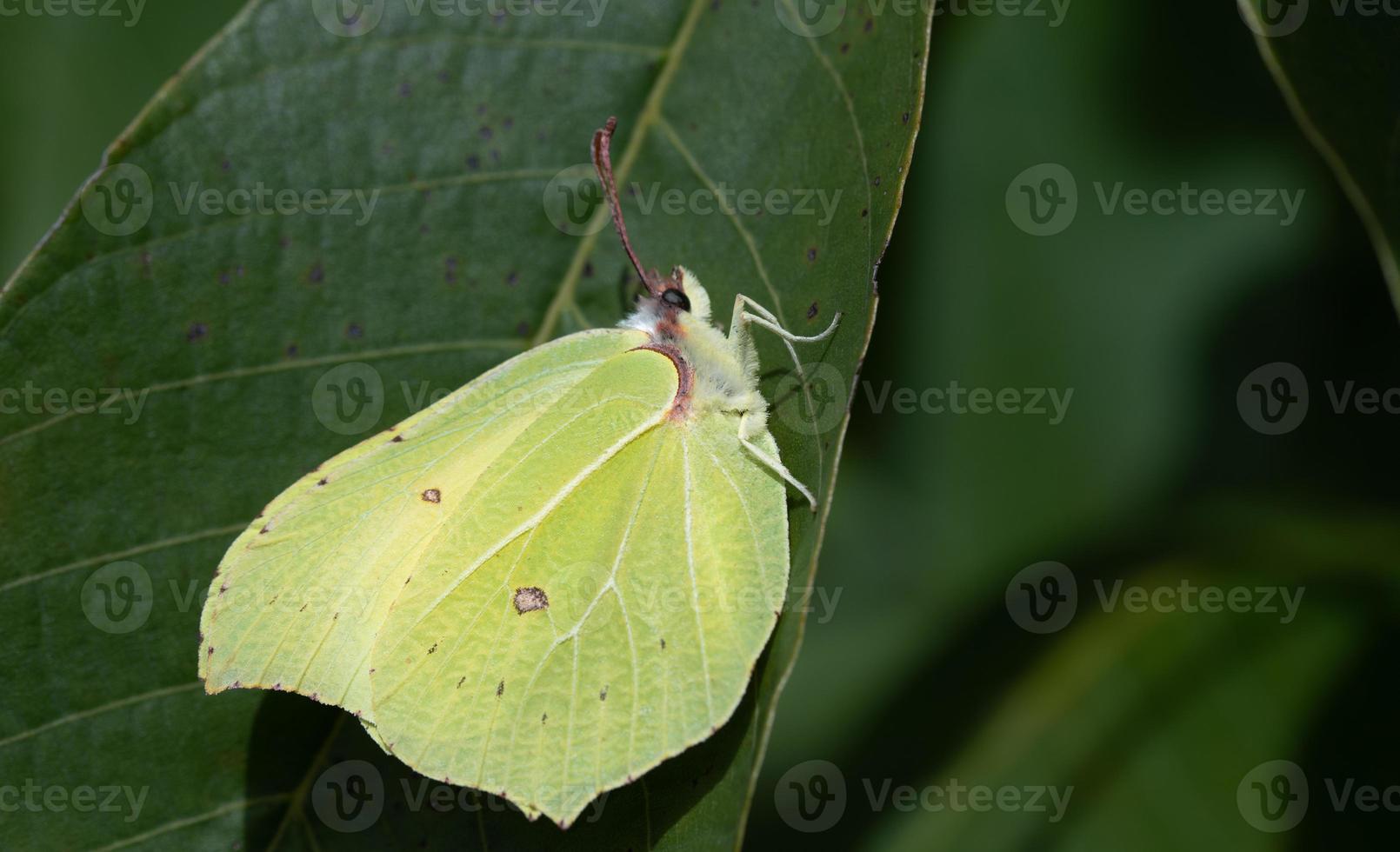 Close-up of a yellow butterfly, a brimstone butterfly sitting on a green leaf , in nature. photo
