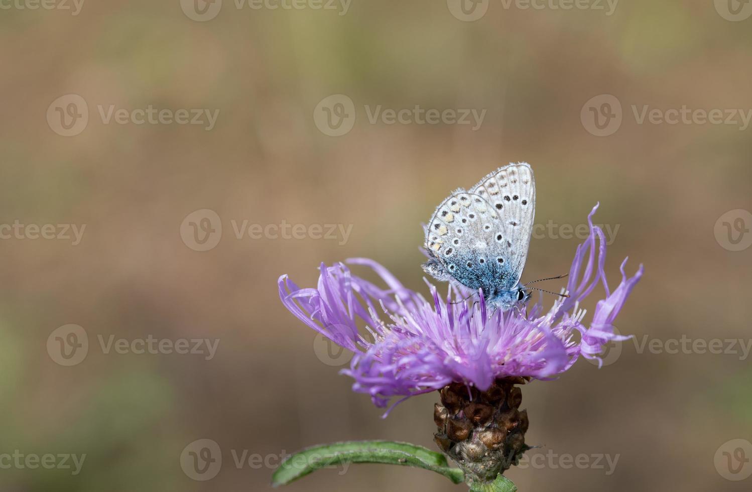 una mariposa azul, un azul común, se sienta en una flor de pradera púrpura, contra un fondo claro en la naturaleza. hay espacio para el texto. foto