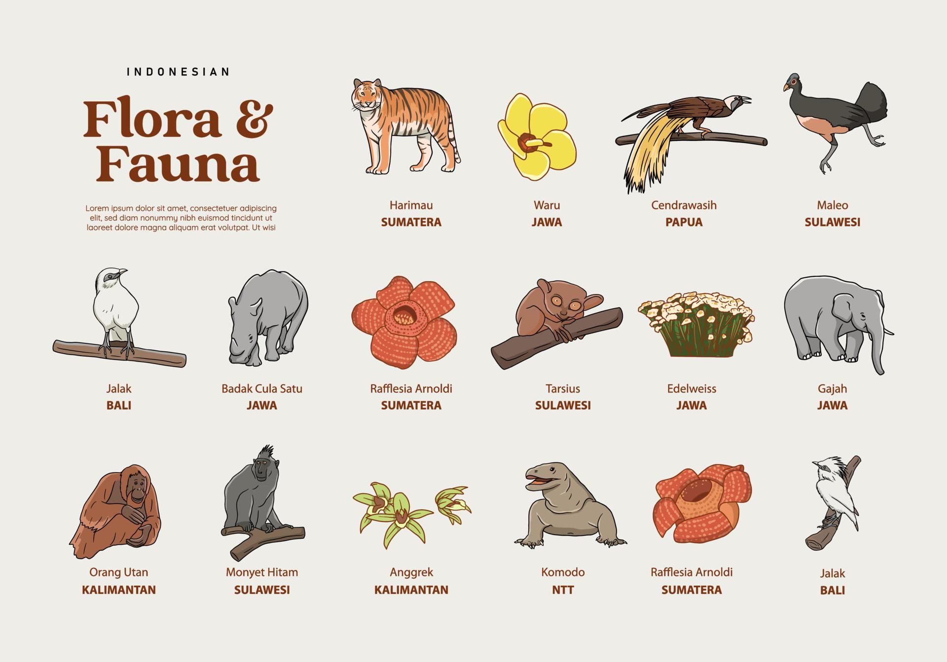 Flora Dan Fauna Di Malaysia Dino Syukl Vrogue co flora-dan-fauna-di-malaysia-dino-syukl-vrogue-co