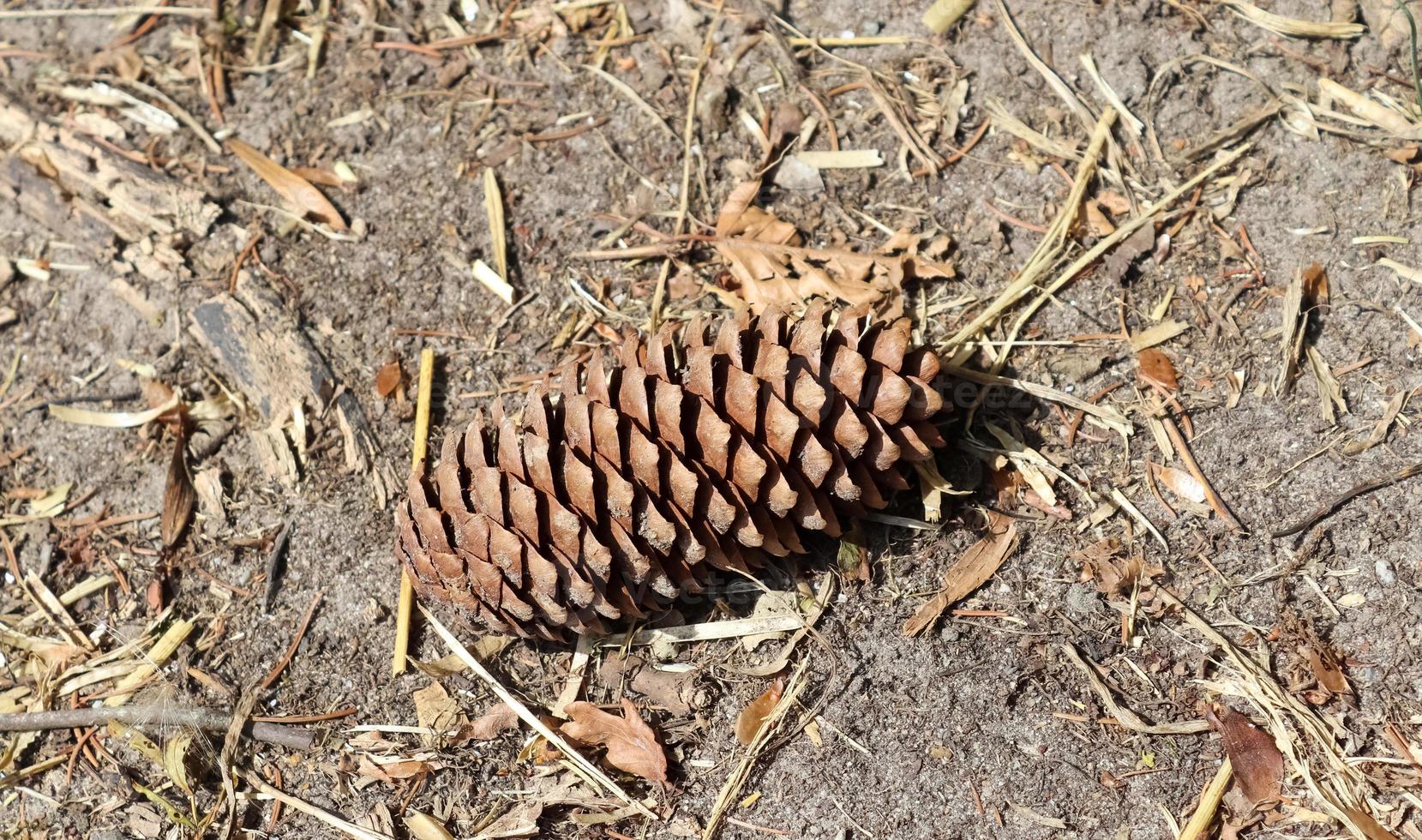 un cono de pino largo tirado en el suelo con agujas marrones en un bosque foto