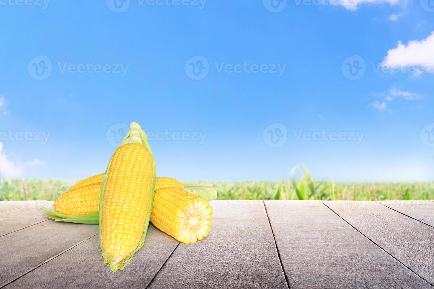 corn on the wooden floor There is a corn field and a sky in the background. photo