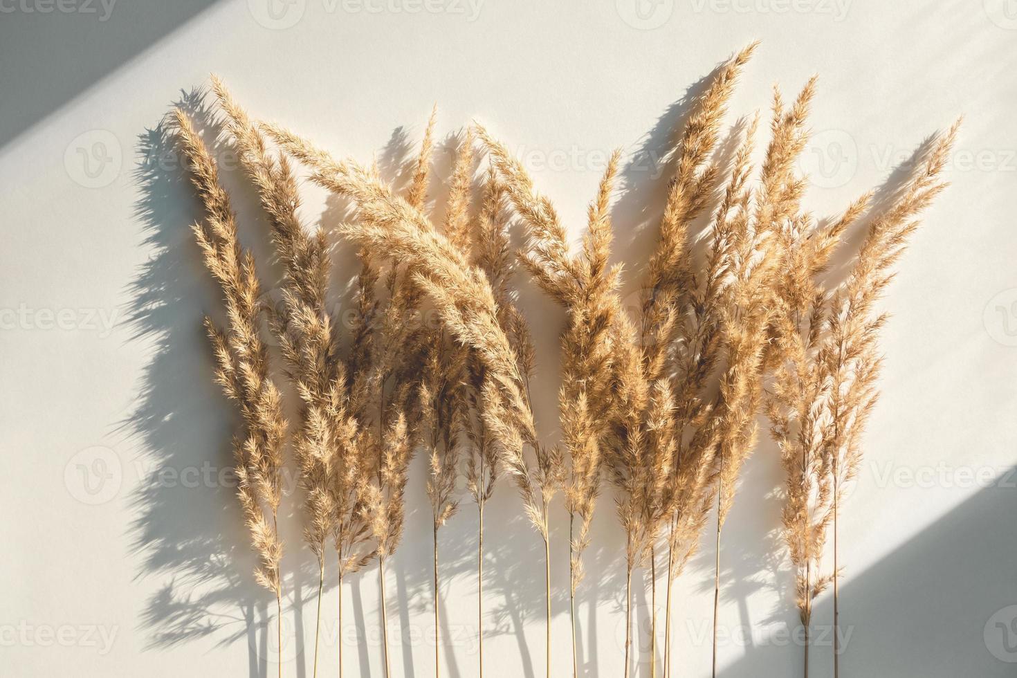 Pampas grass on white background, reed grass creative flat lay with natural light and shadow photo