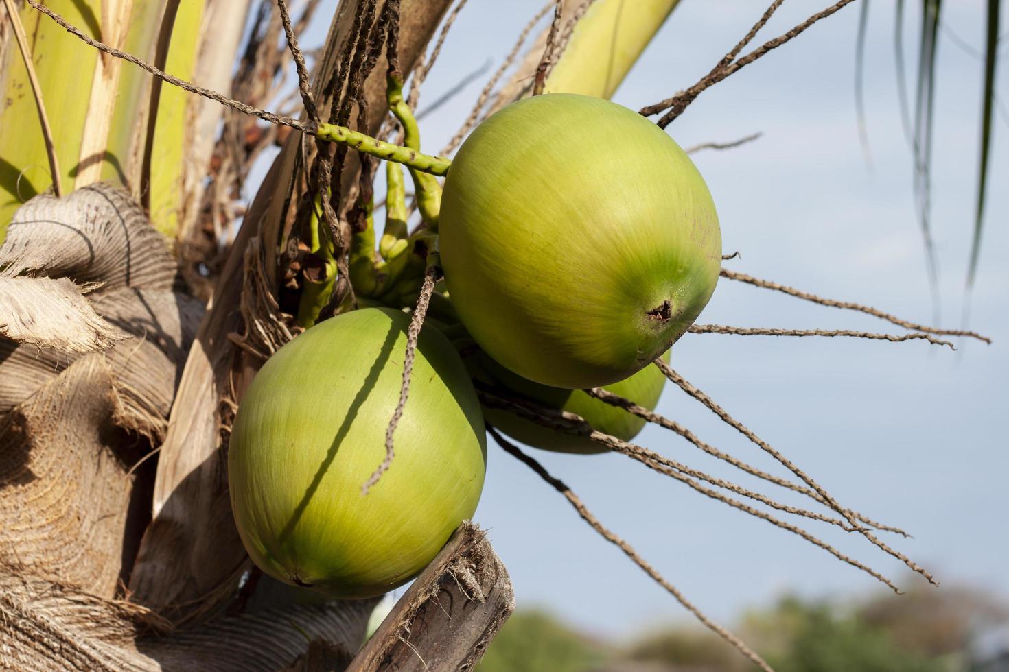 frutos de coco jóvenes colgando de un árbol con luz solar en el fondo de la naturaleza. foto