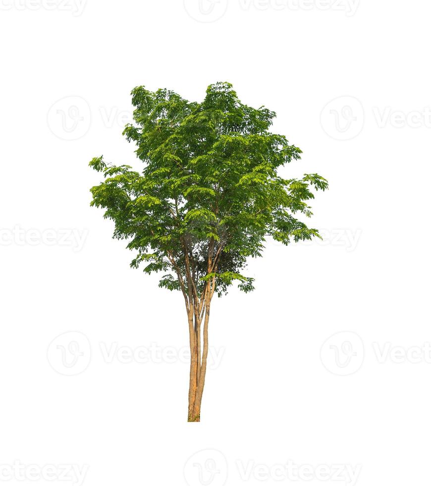 Tree that are isolated on a white background are suitable for both printing and web pages photo