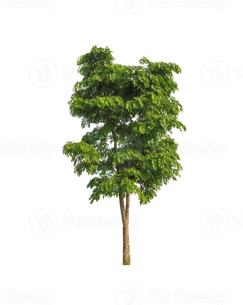 Tree that are isolated on a white background are suitable for both printing and web pages photo