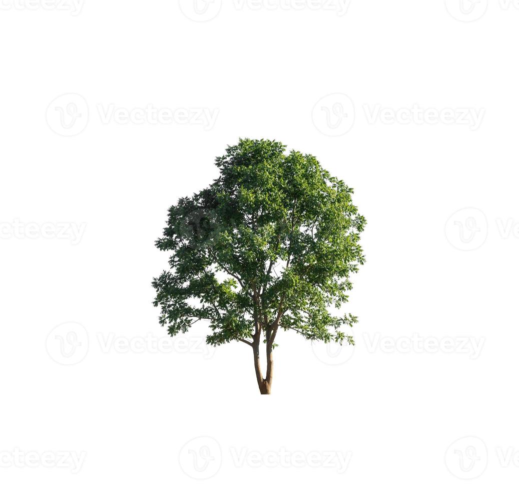 Tree that are isolated on a white background are suitable for both printing and web pages photo