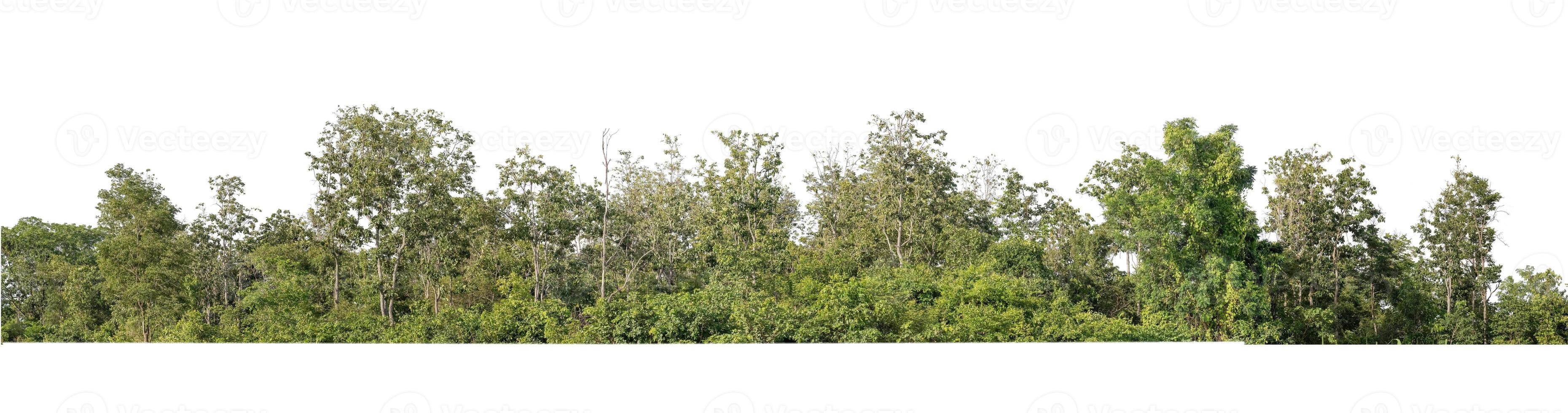 Forest and foliage in summer for both printing and web pages isolated on white background photo