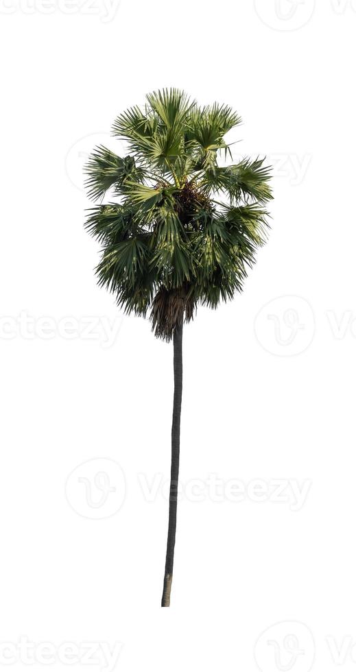 sugar palm that are isolated on a white background are suitable for both printing and web pages photo