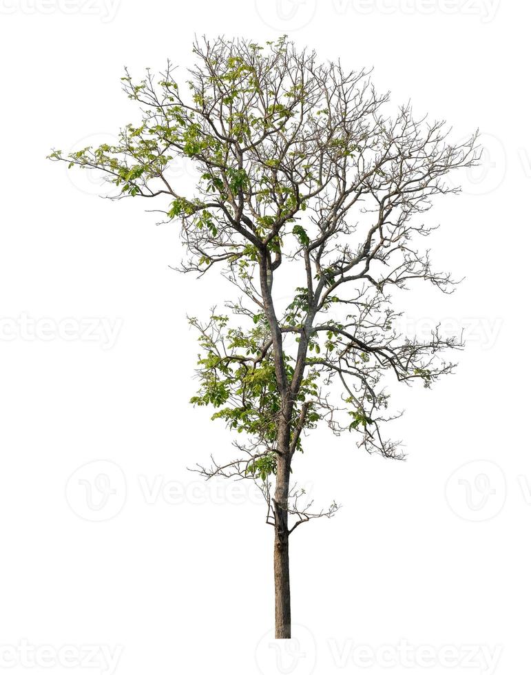 Tree that are isolated on a white background are suitable for both printing and web pages photo